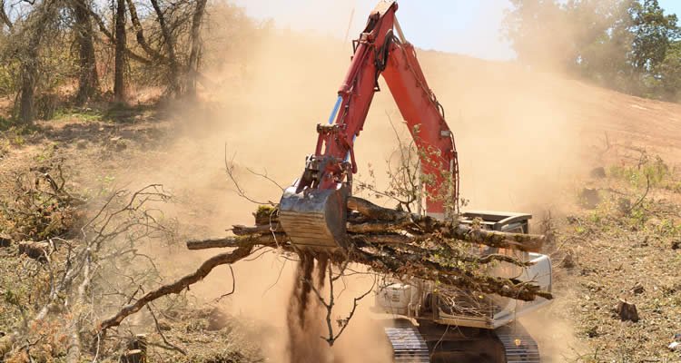 land-clearing Clearing the Land